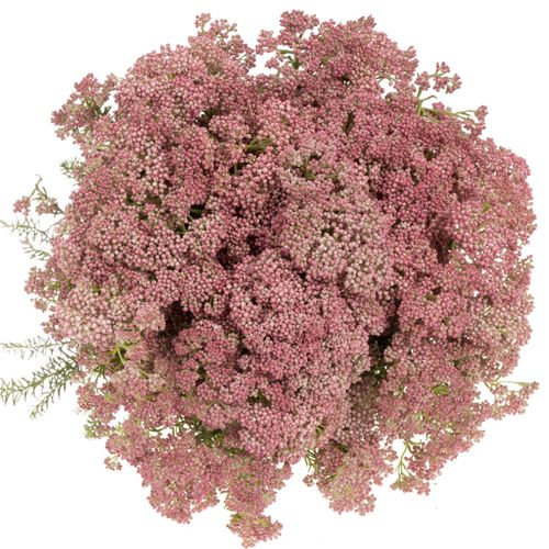 Cooks rosa 40cm