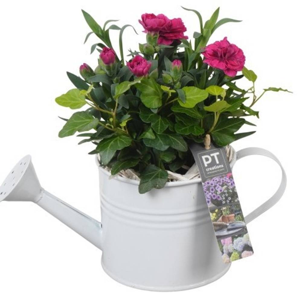 Garten.Arr PTPP6911 T12 H022