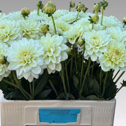 Dahlia creme Caramel Antique 60cm