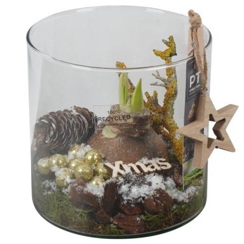 Amaryl.Arr PTACH5943 rote Bl. Weihnachten T15 H021