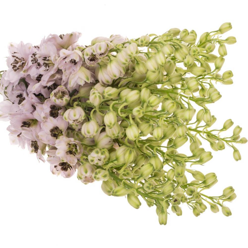 Delphinium pink Sky Sensation 70cm