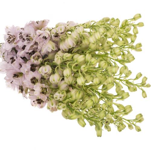 Delphinium pink Sky Sensation 70cm