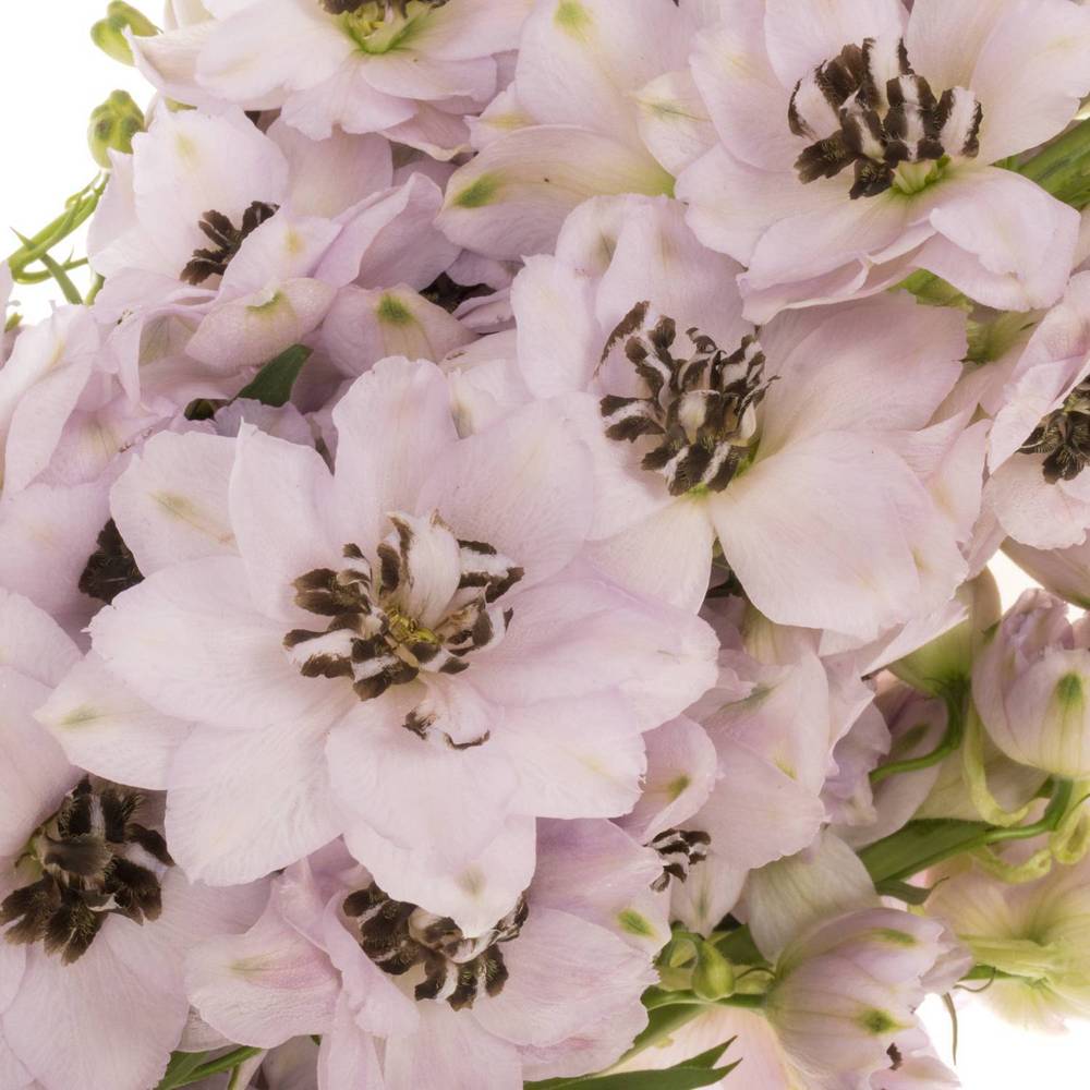 Delphinium pink Sky Sensation 70cm