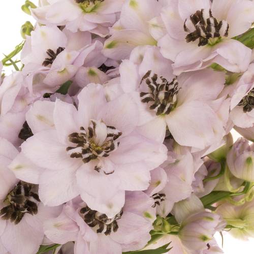 Delphinium pink Sky Sensation 70cm