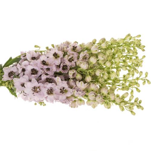 Delphinium pink Sky Sensation 70cm