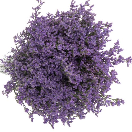Limonium lila Ohio 70cm