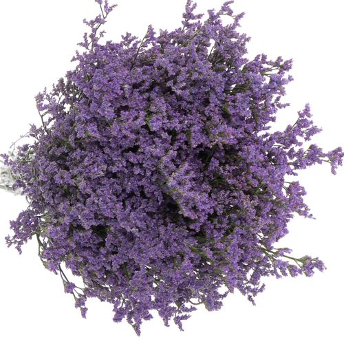 Limonium lila Ohio 70cm