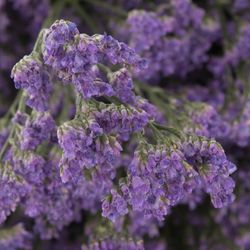 Limonium lila Ohio 70cm