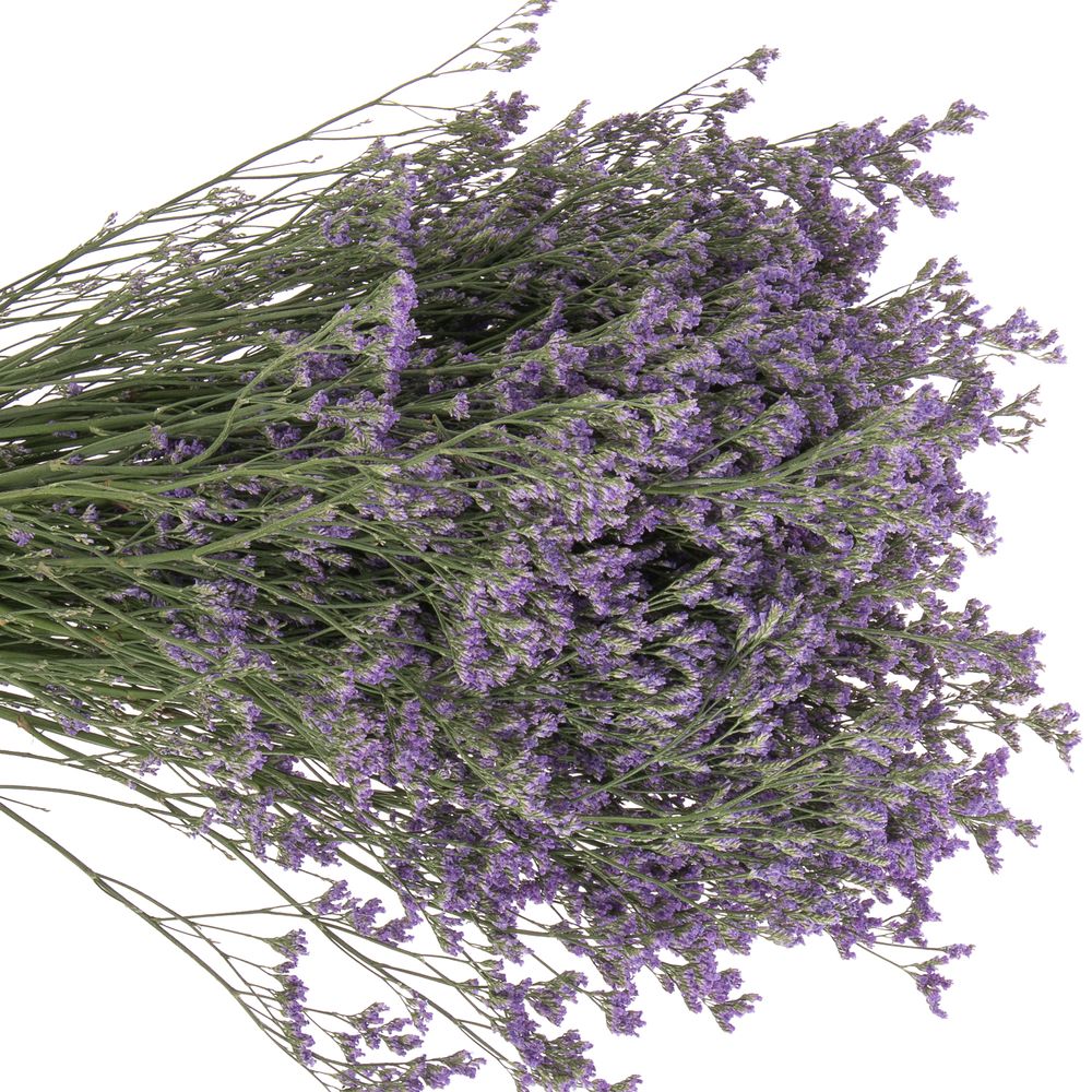 Limonium lila Ohio 70cm