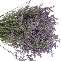 Limonium lila Ohio 70cm