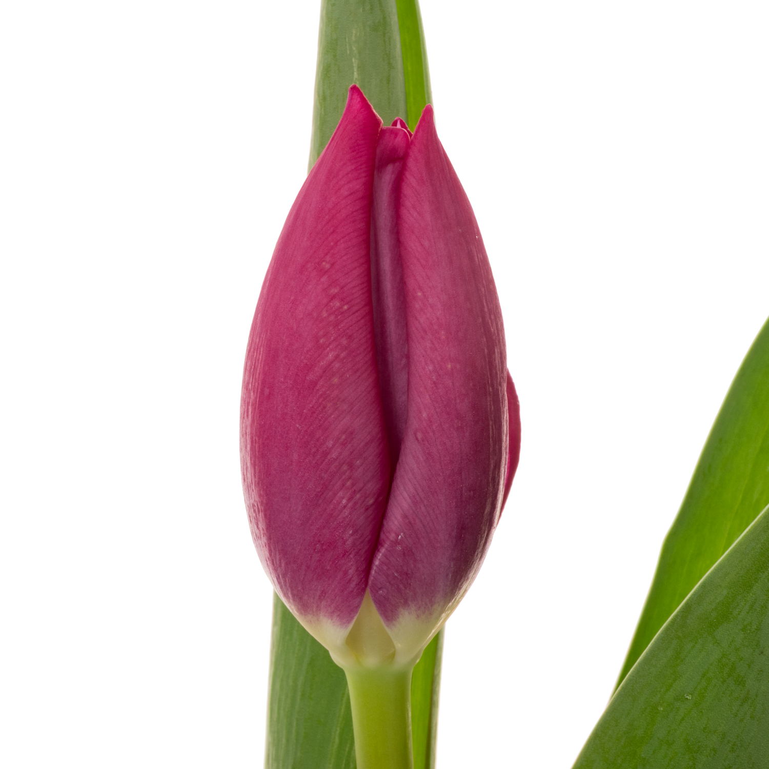 Tulpe rosa/pink Ardour 36 Gramm