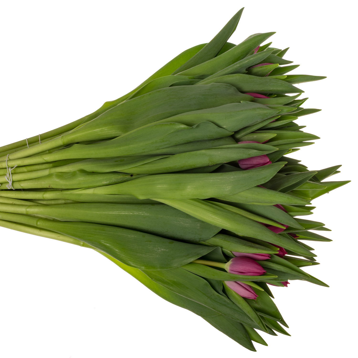 Tulpe rosa/pink Ardour 36 Gramm