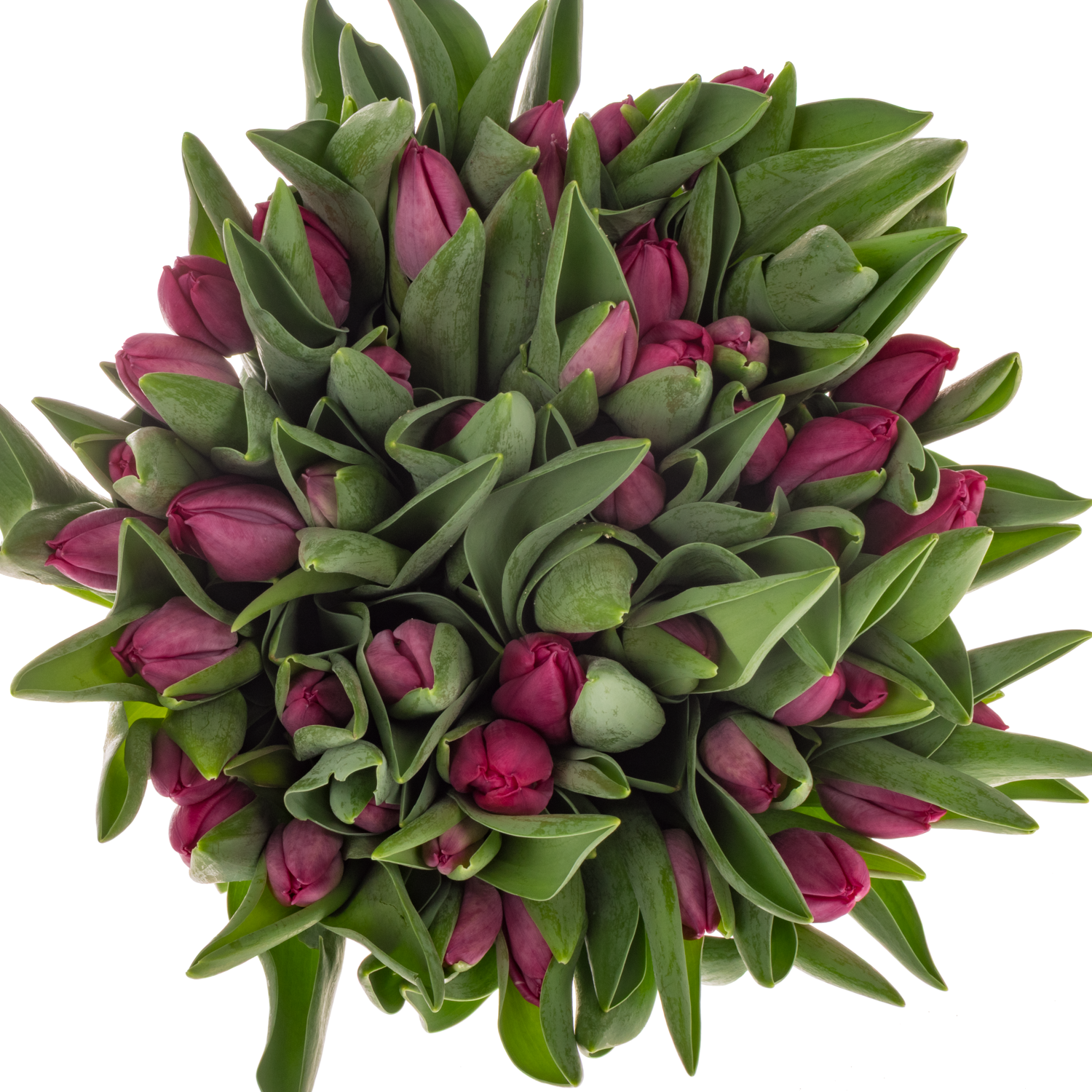 Tulpe rosa/pink Ardour 36 Gramm