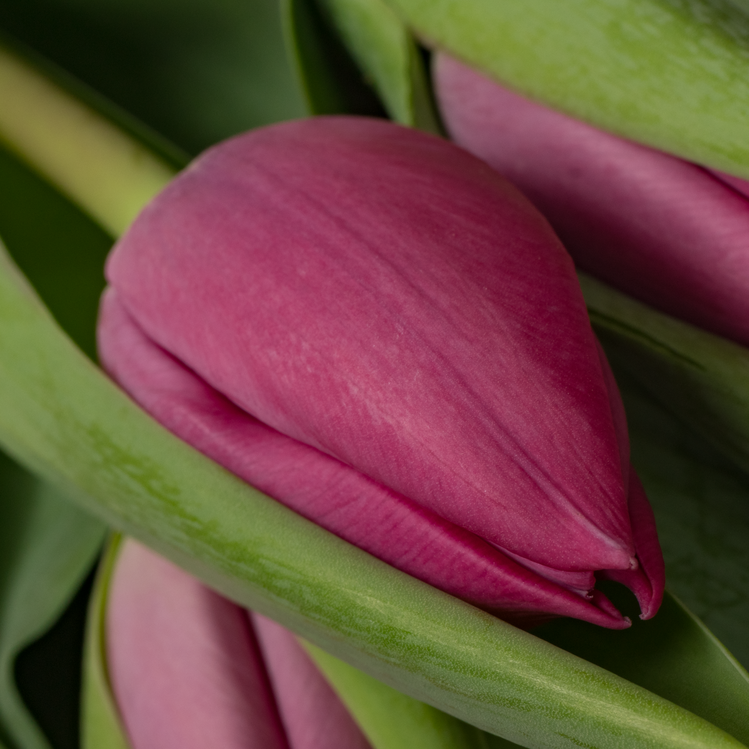 Tulpe rosa/pink Ardour 36 Gramm