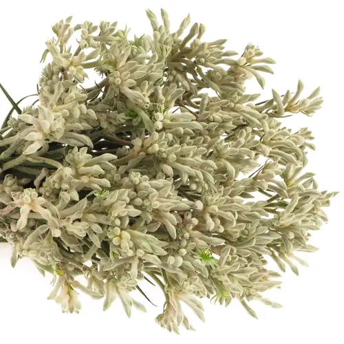 Kangeroo grau Bush Diamond 40cm