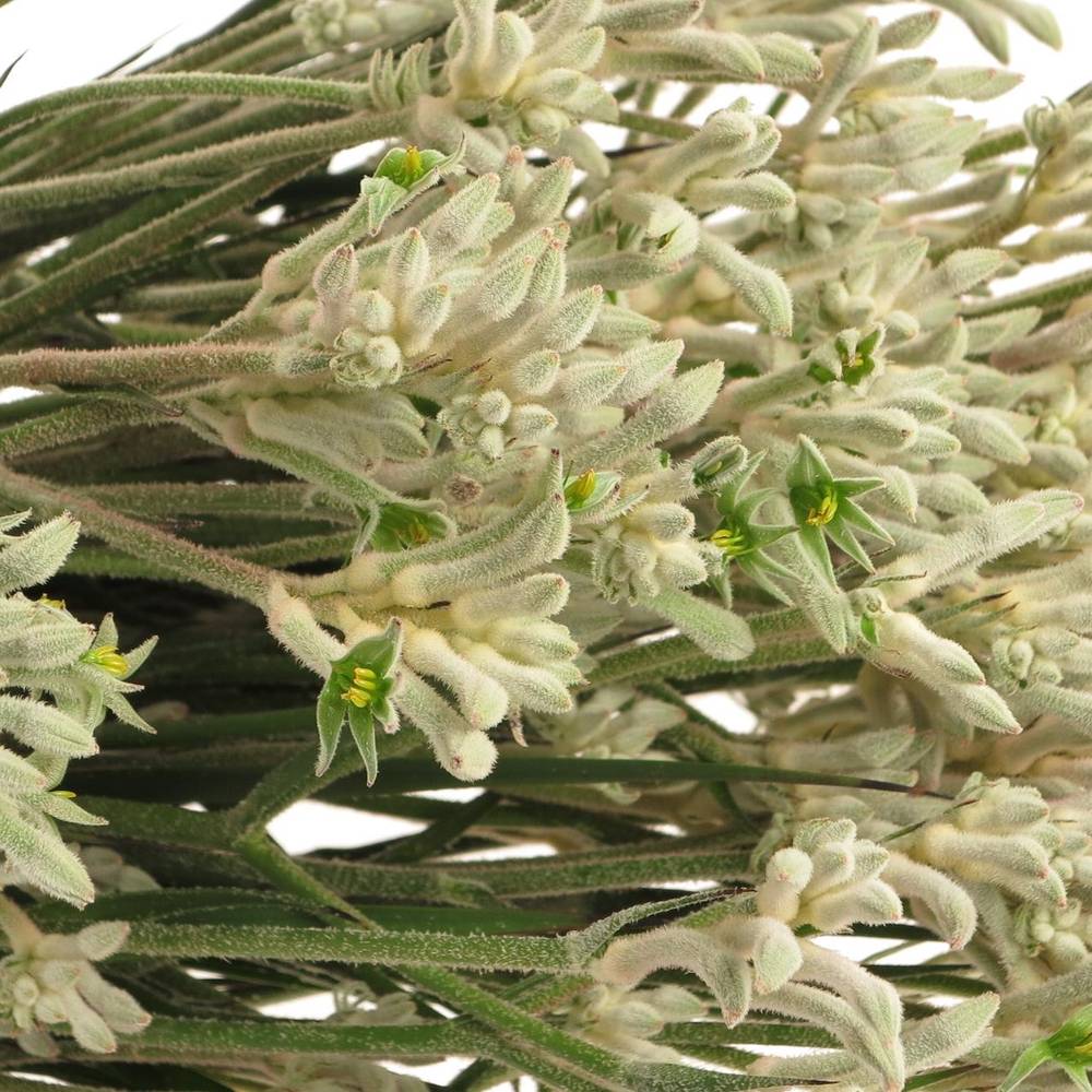 Kangeroo grau Bush Diamond 40cm