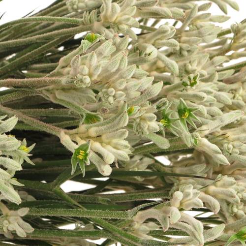 Kangeroo grau Bush Diamond 40cm