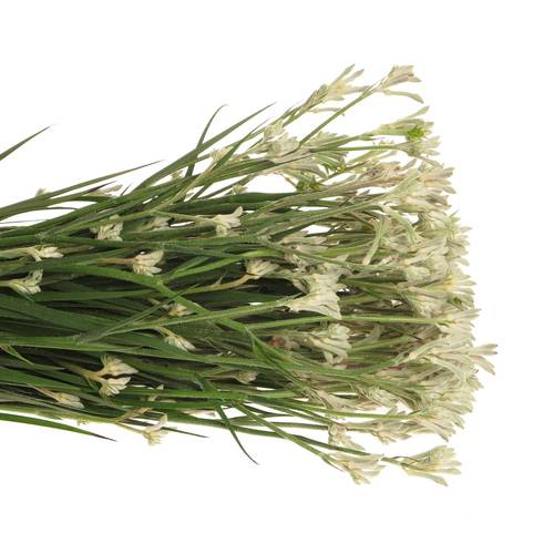 Kangeroo grau Bush Diamond 40cm