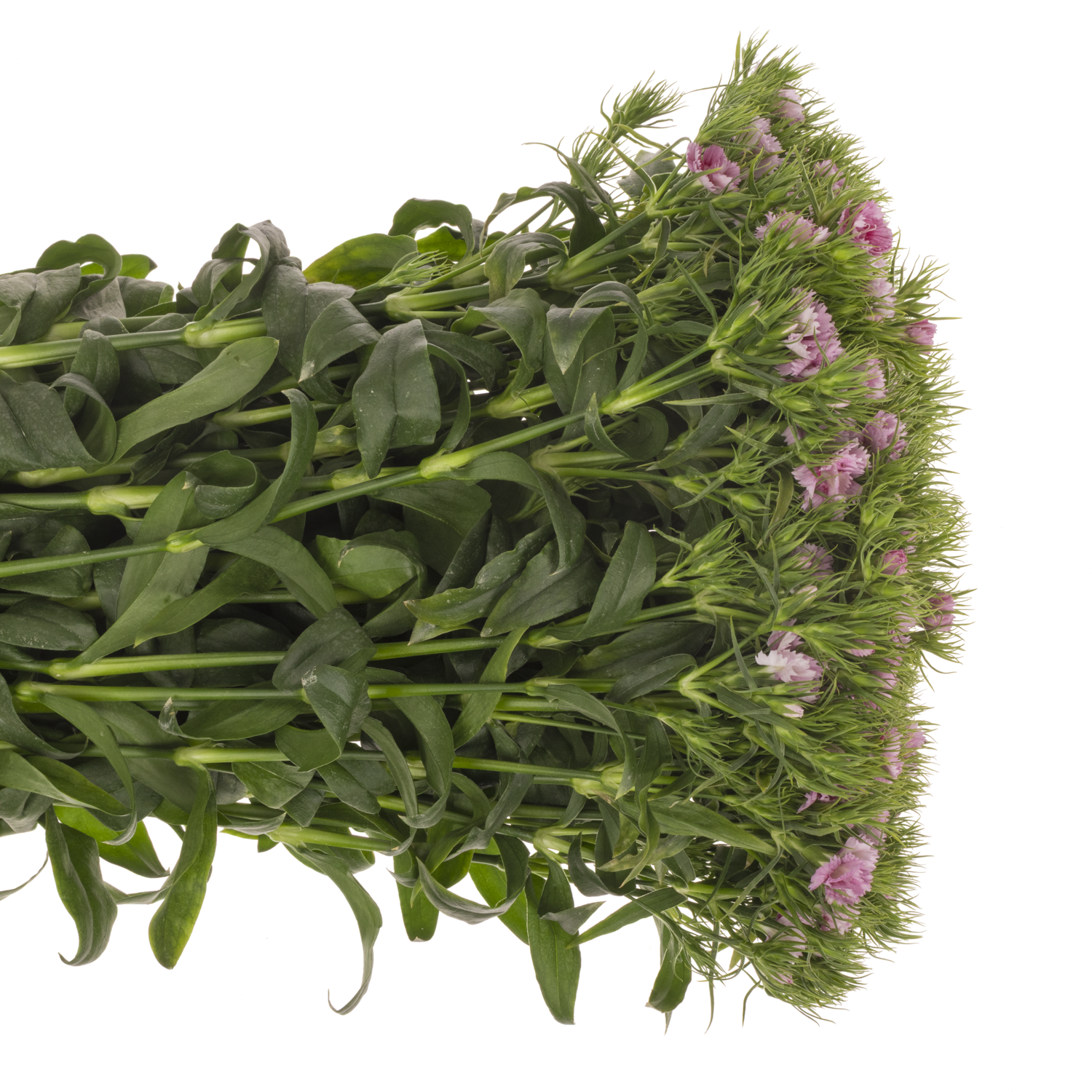 Bartnelke rosa Doblino Fans 60cm