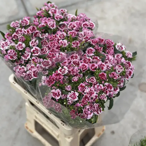 Bartnelke rosa Doblino Fans 60cm