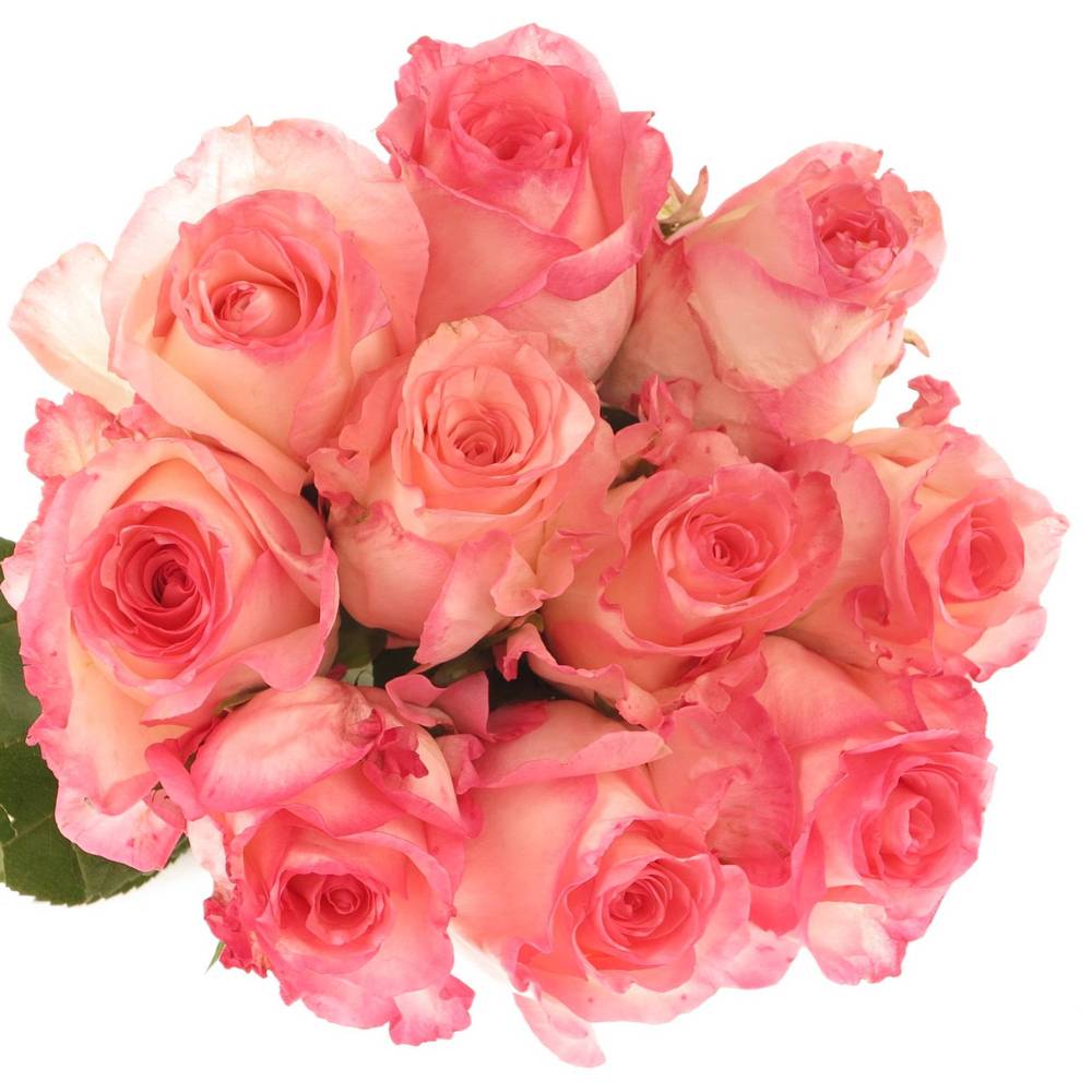 Rose dunkel rosa/creme Boulevard 60cm