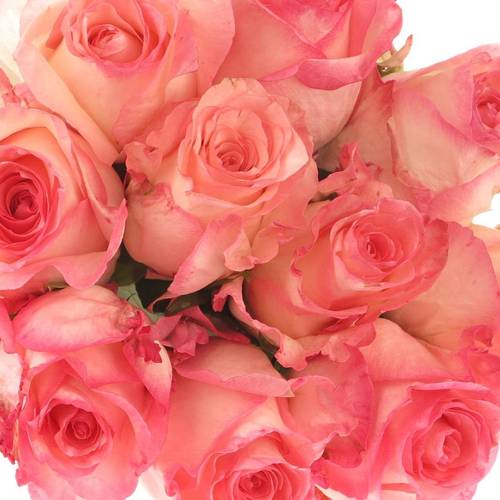Rose dunkel rosa/creme Boulevard 60cm