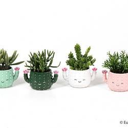 Rhipsalis Keramik mix E3062 T06 H020