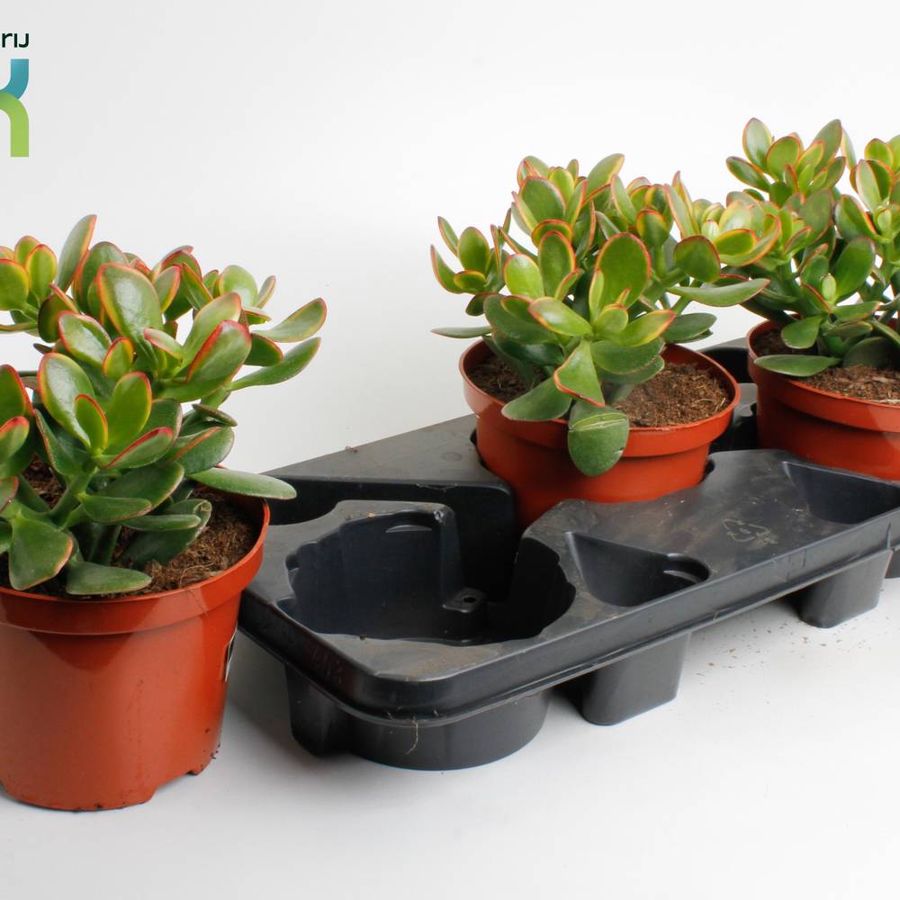 Crassula Ovata Sunset T17 H030