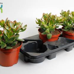 Crassula Ovata Sunset T17 H030