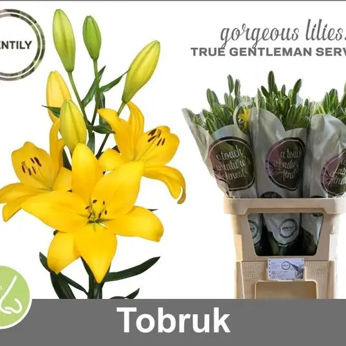 Lilie asiatisch gelb Tobruk 5+ 90cm