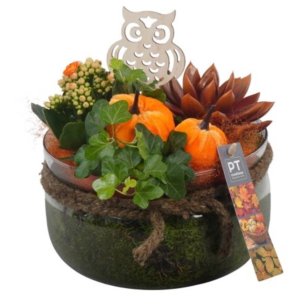 Kal.Arr PTHG3340 Herbst T19 H023