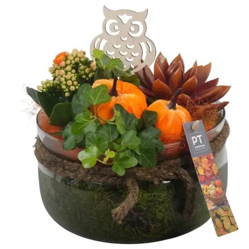 Kal.Arr PTHG3340 Herbst T19 H023