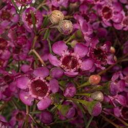 Wachsflower rosa Jupiter 100 Gramm 80cm