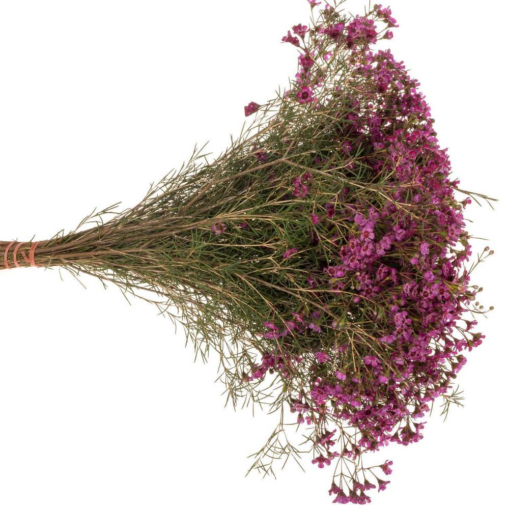 Wachsflower rosa Jupiter 100 Gramm 80cm