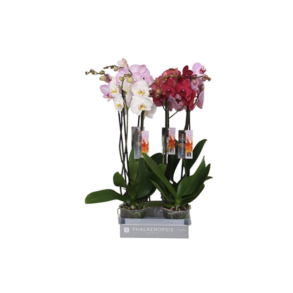 Phal.2-R mix 7 Farbe 18+ T12 H55