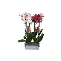 Phal.2-R mix 7 Farbe 18+ T12 H55