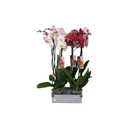 Phal.2-R mix 7 Farbe 18+ T12 H55