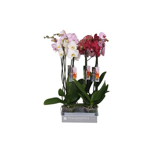 Phal.2-R mix 7 Farbe 18+ T12 H55