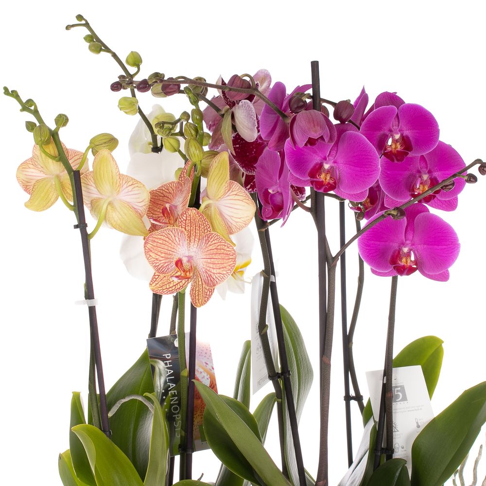 Phal.2-R mix 7 Farbe 18+ T12 H55