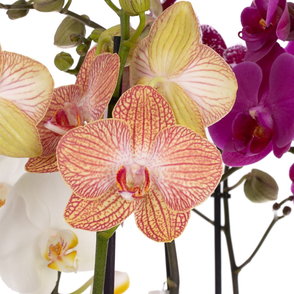 Phal.2-R mix 7 Farbe 18+ T12 H55