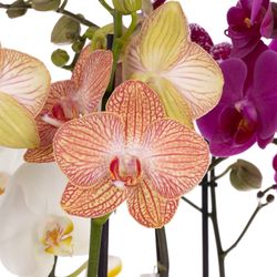 Phal.2-R mix 7 Farbe 18+ T12 H55
