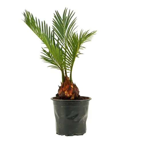 Cycas Revoluta T09 H030