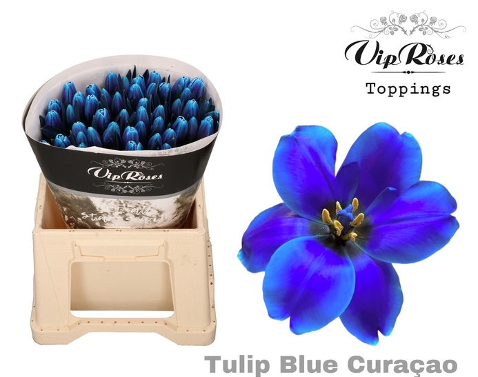 Tulpe blau gefärbt Curaçao 32 Gramm