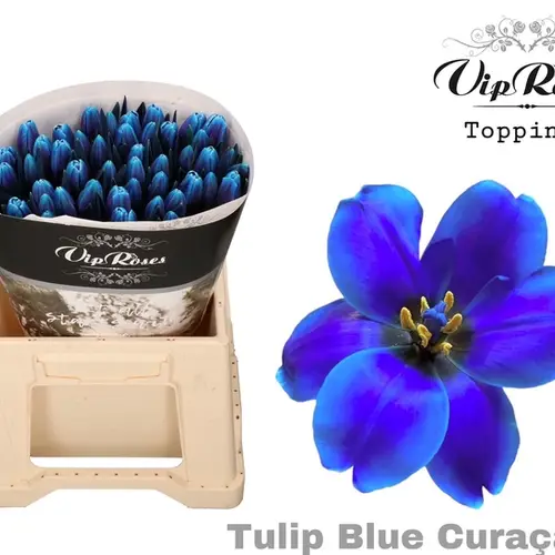 Tulpe blau gefärbt curacoa vip
