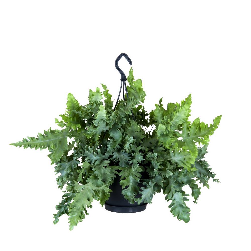 Phlebodium Davana Ampel T20 H40