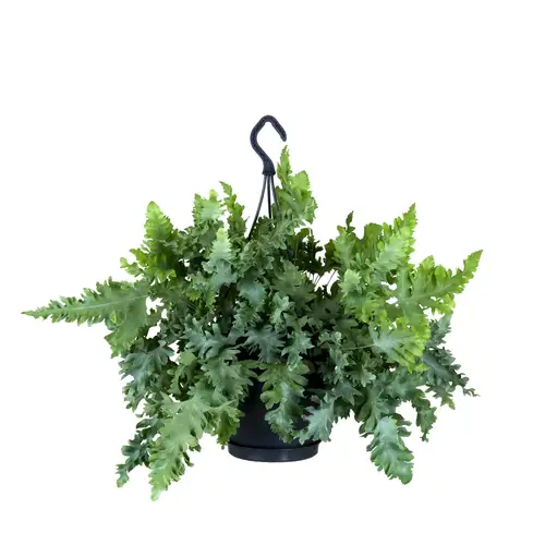 Phlebodium Davana Ampel T20 H40