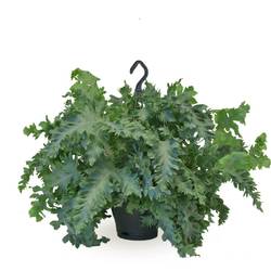 Phlebodium Davana im Ampeltopf T20 H040