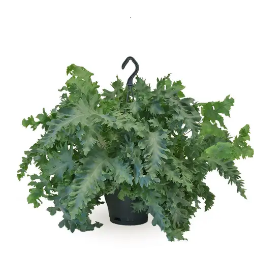 Phlebodium Davana im Ampeltopf T20 H040