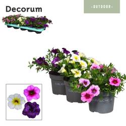 Calibrachoa mix T10,5 H014