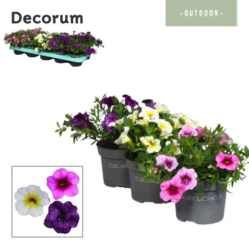 Calibrachoa mix T10,5 H014